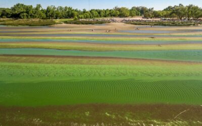 Río de La Plata: Piden evitar el contacto con el agua por la presencia de cianobacterias