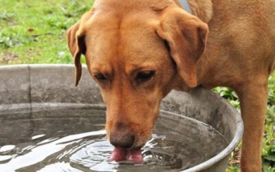 Cómo cuidar a los animales del hogar con las altas temperaturas