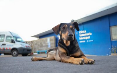 Tenencia responsable: qué no dar de comer a perros ni gatos